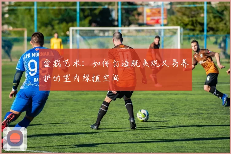 盆栽艺术：如何打造既美观又易养护的室内绿植空间